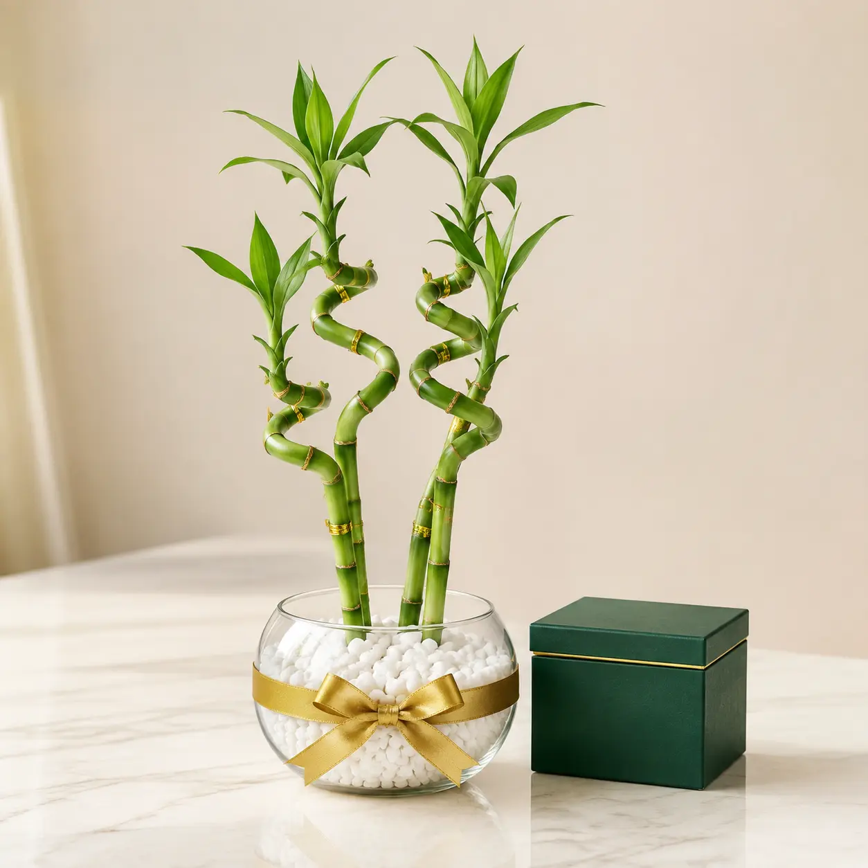Lucky Bamboo Gift Set