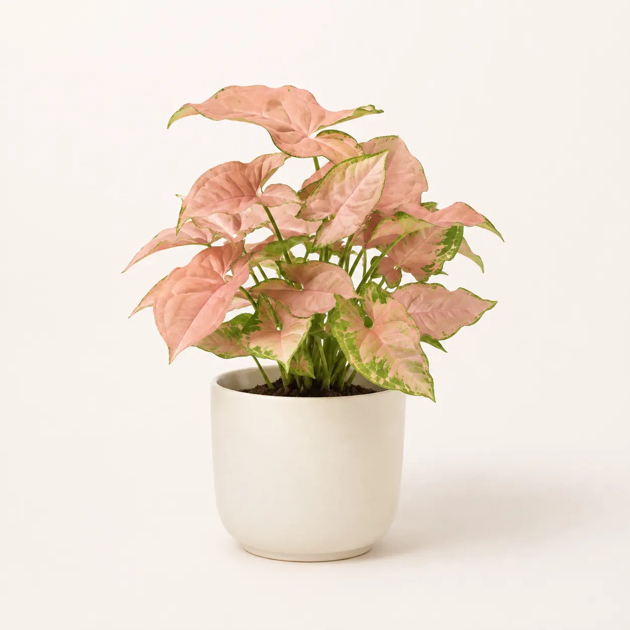 Syngonium Pink Plant